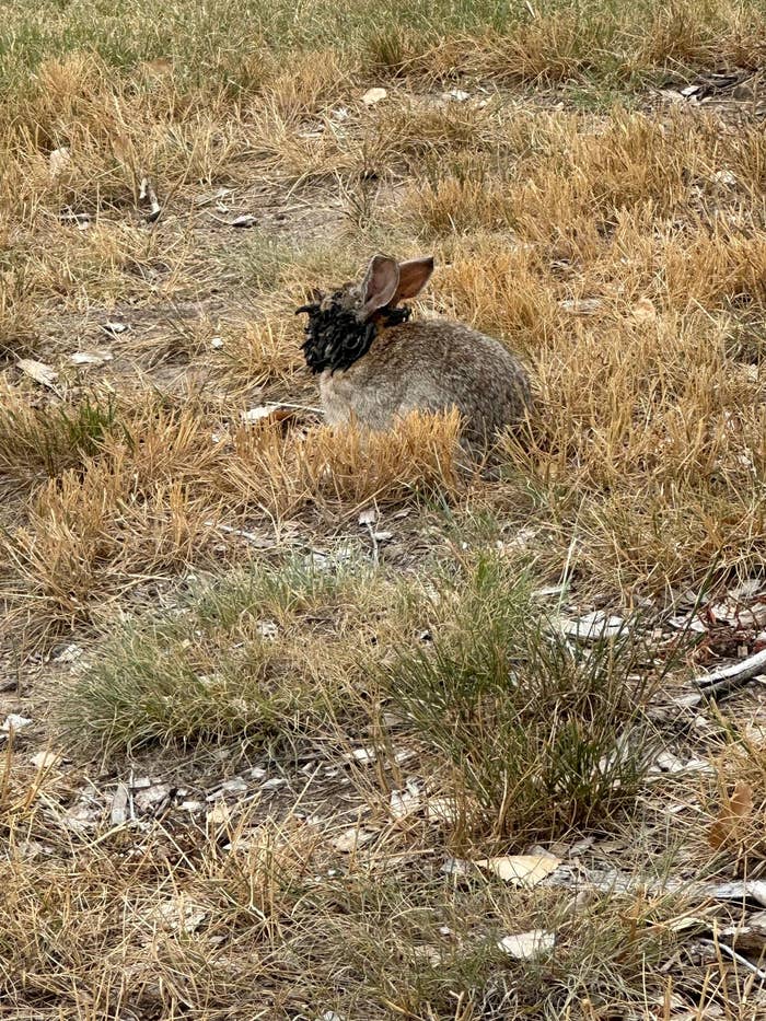 The Viral Colorado Rabbits With Tentacles, Explained
