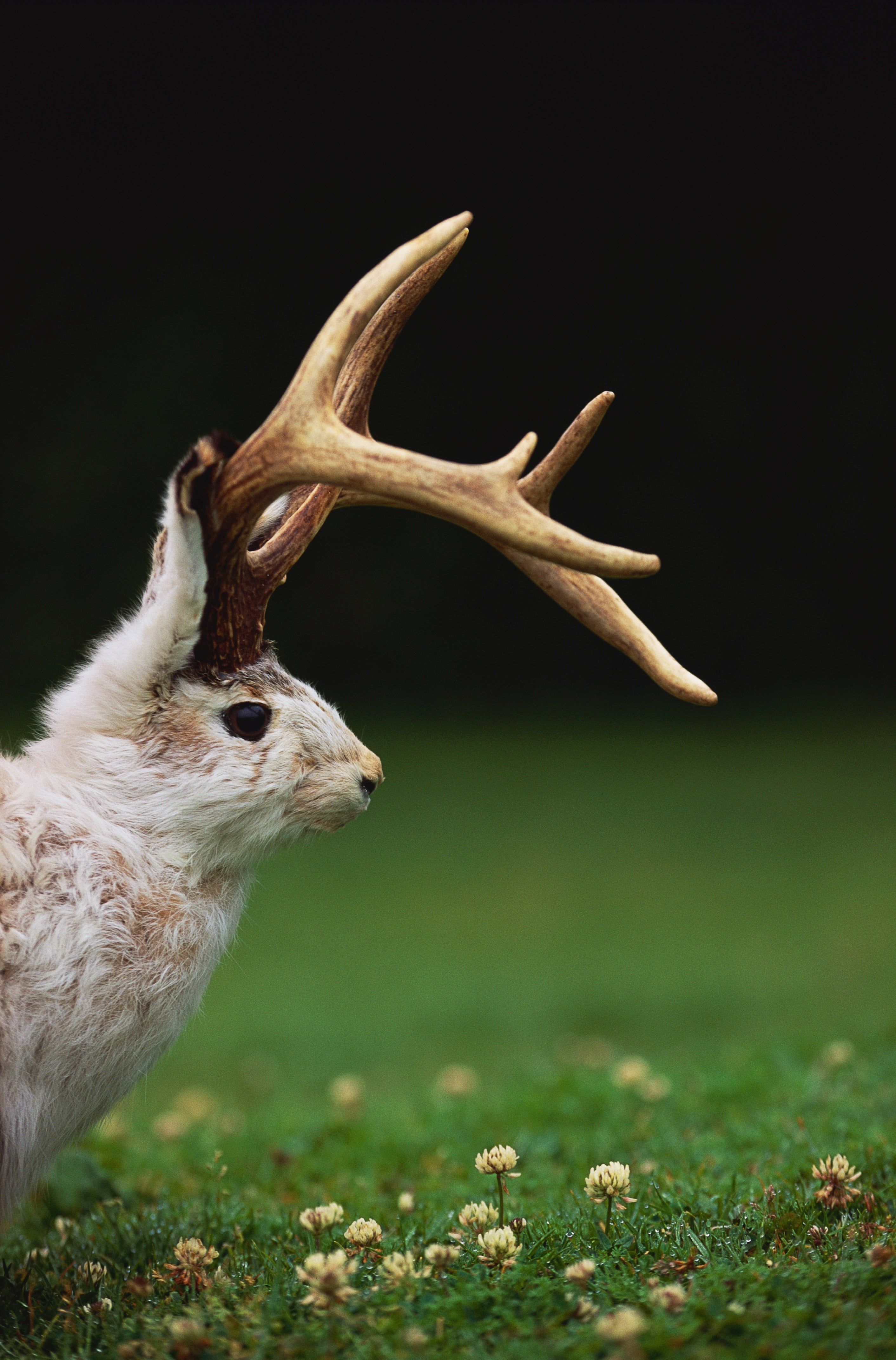 The Viral Colorado Rabbits With Tentacles, Explained