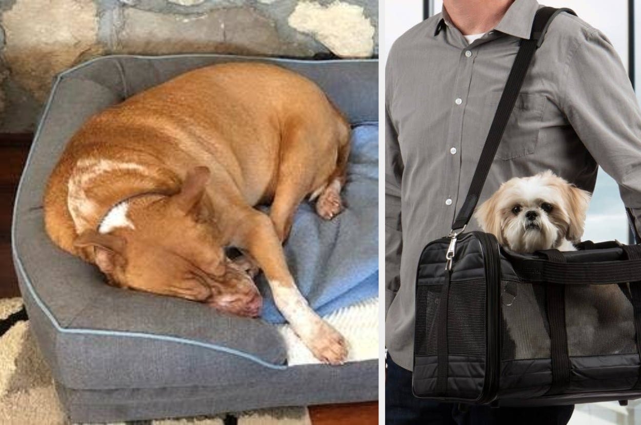 Two dogs: one sleeps on a pet bed, the other is in a pet carrier held by a person