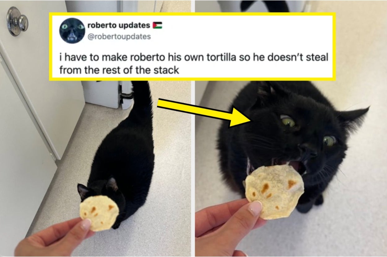 Black cat eating tortilla piece; tweet above mentions making the cat its own tortilla to prevent it from stealing; shown with an arrow pointing at cat
