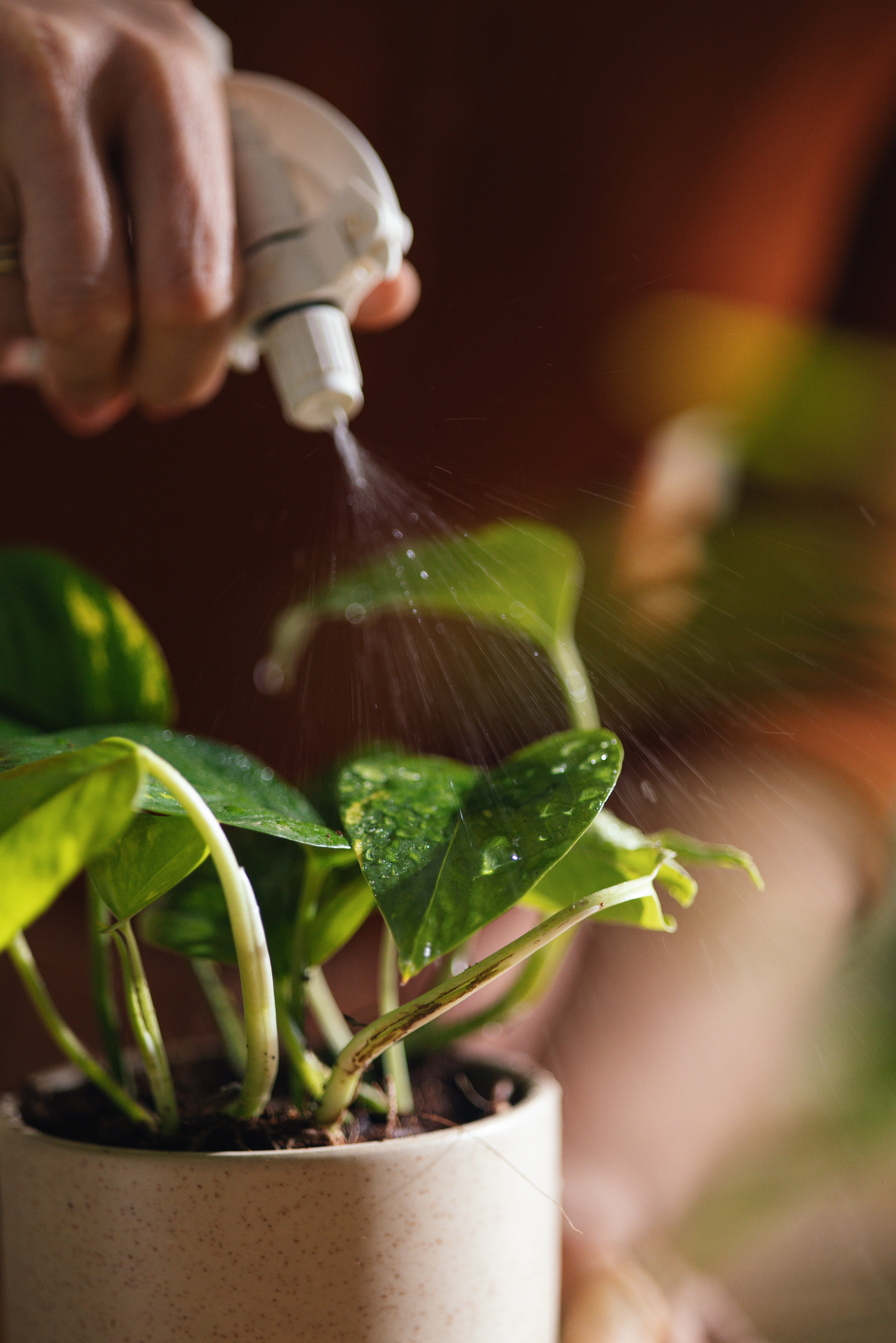 En person sprayer vann på en potteplante med en sprayflaske, med fokus på de frodige bladene