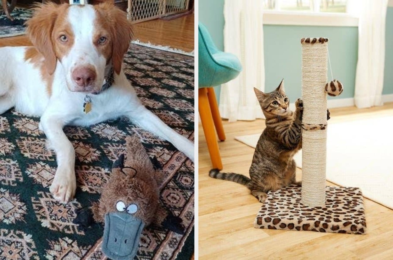 Dog with plush toy and cat using a scratching post