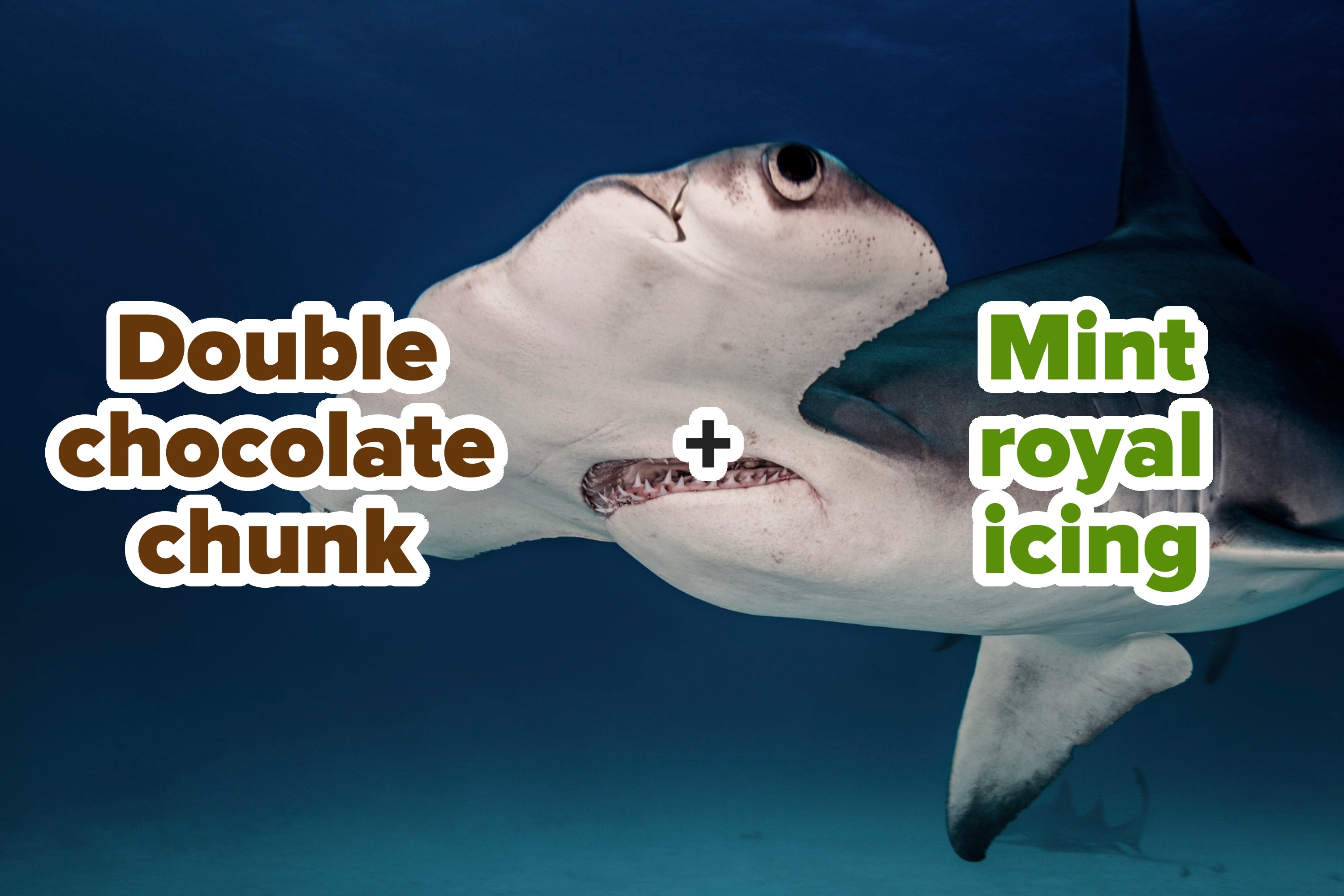 A hammerhead shark with the text: "Double chocolate chunk + Mint royal icing."