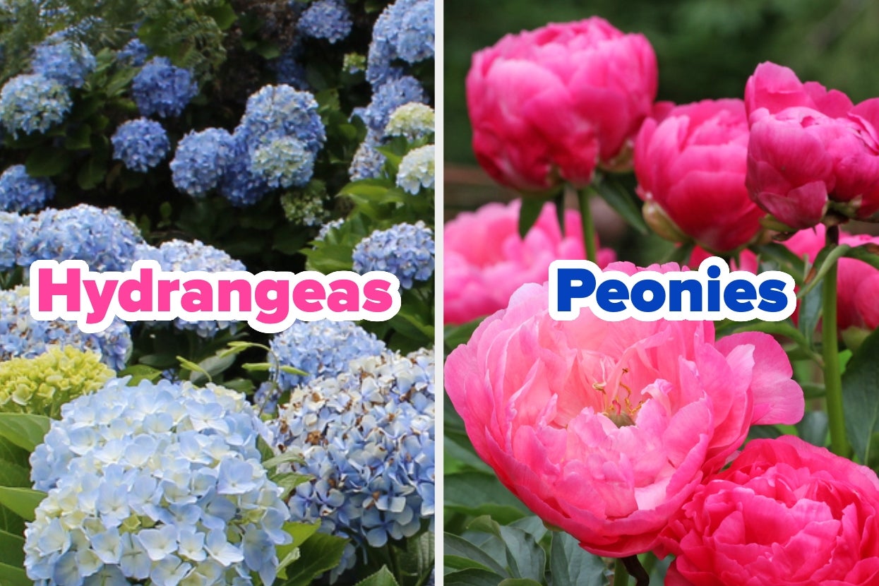 Hydrangeas on the left and peonies on the right, with labels over the flowers