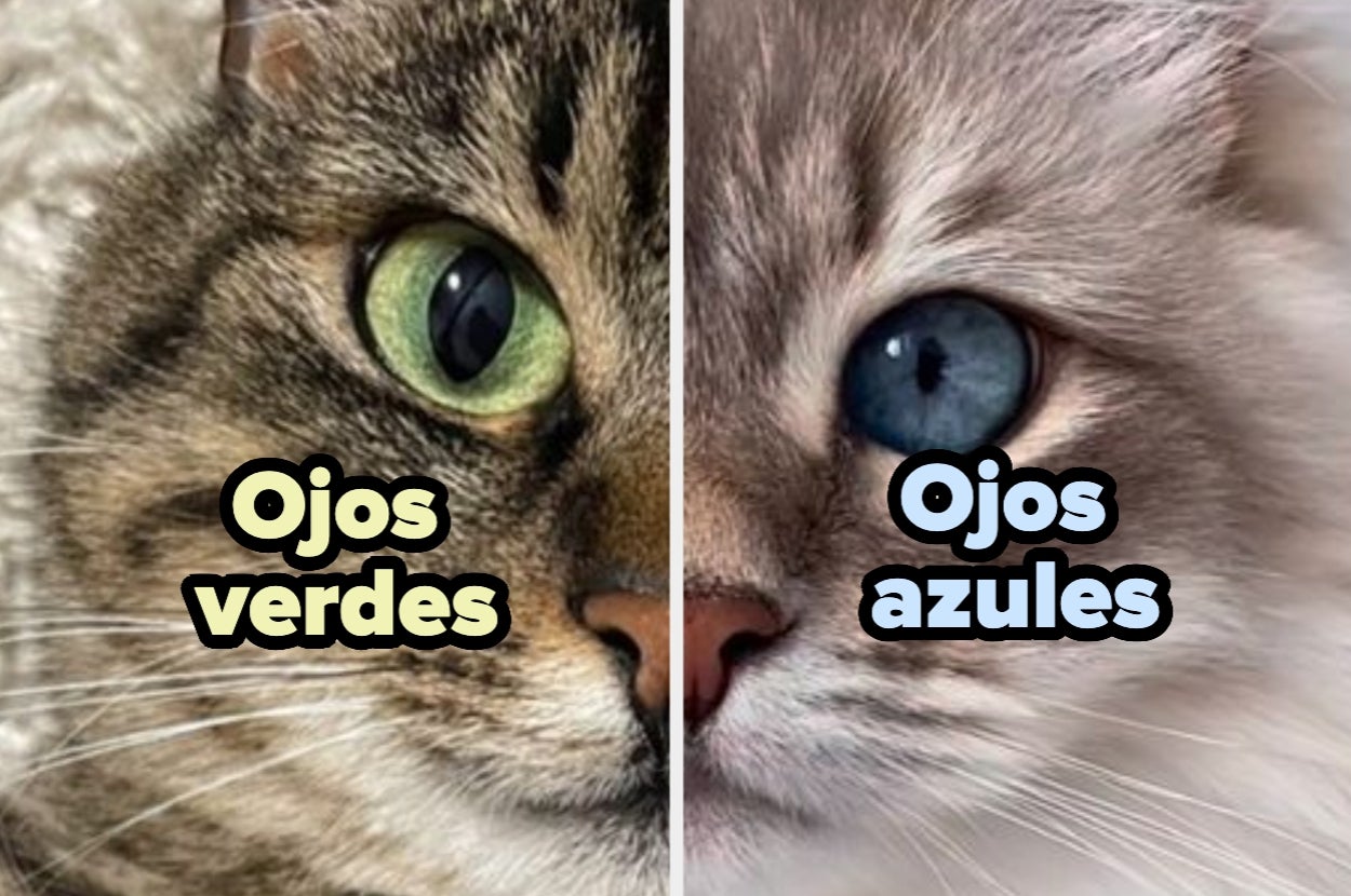 Close-up of two cats: left cat with green eyes, right cat with blue eyes. Text reads, "Ojos verdes" and "Ojos azules."