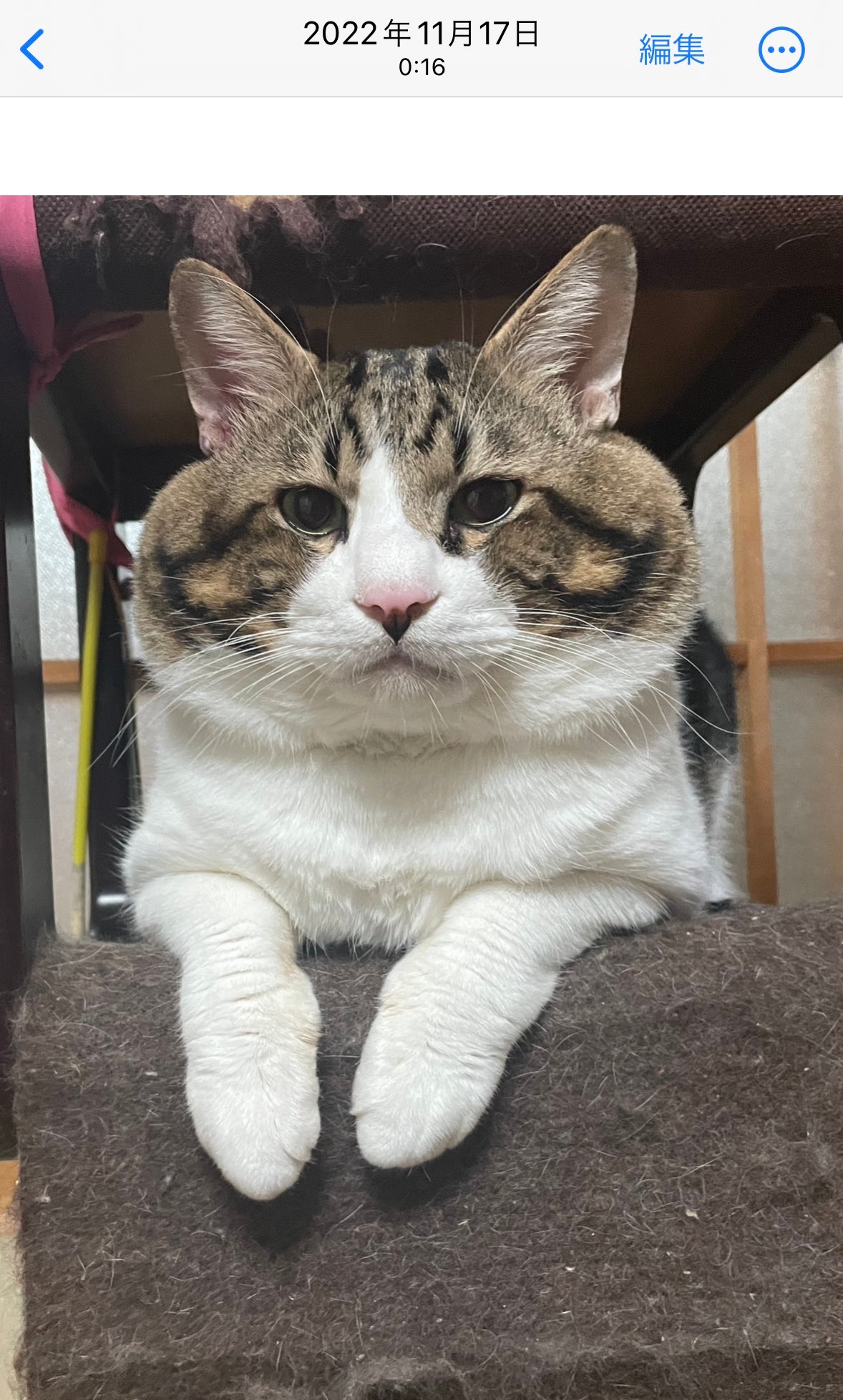 ねこ 箱入☆蝶追いニャンコちゃん☆ネコ☆昭和レトロ☆ねこ☆ゼンマイ