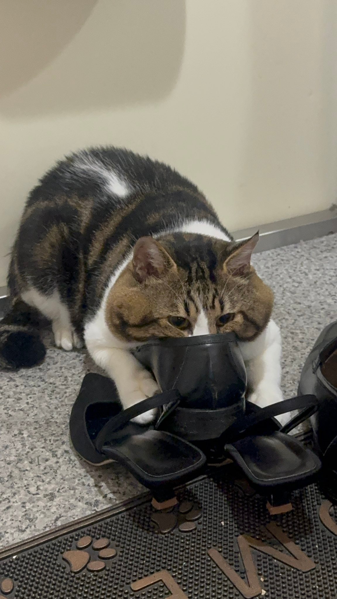 来客の靴です、やめなさい」 靴に夢中すぎる猫ちゃんがSNSで大反響