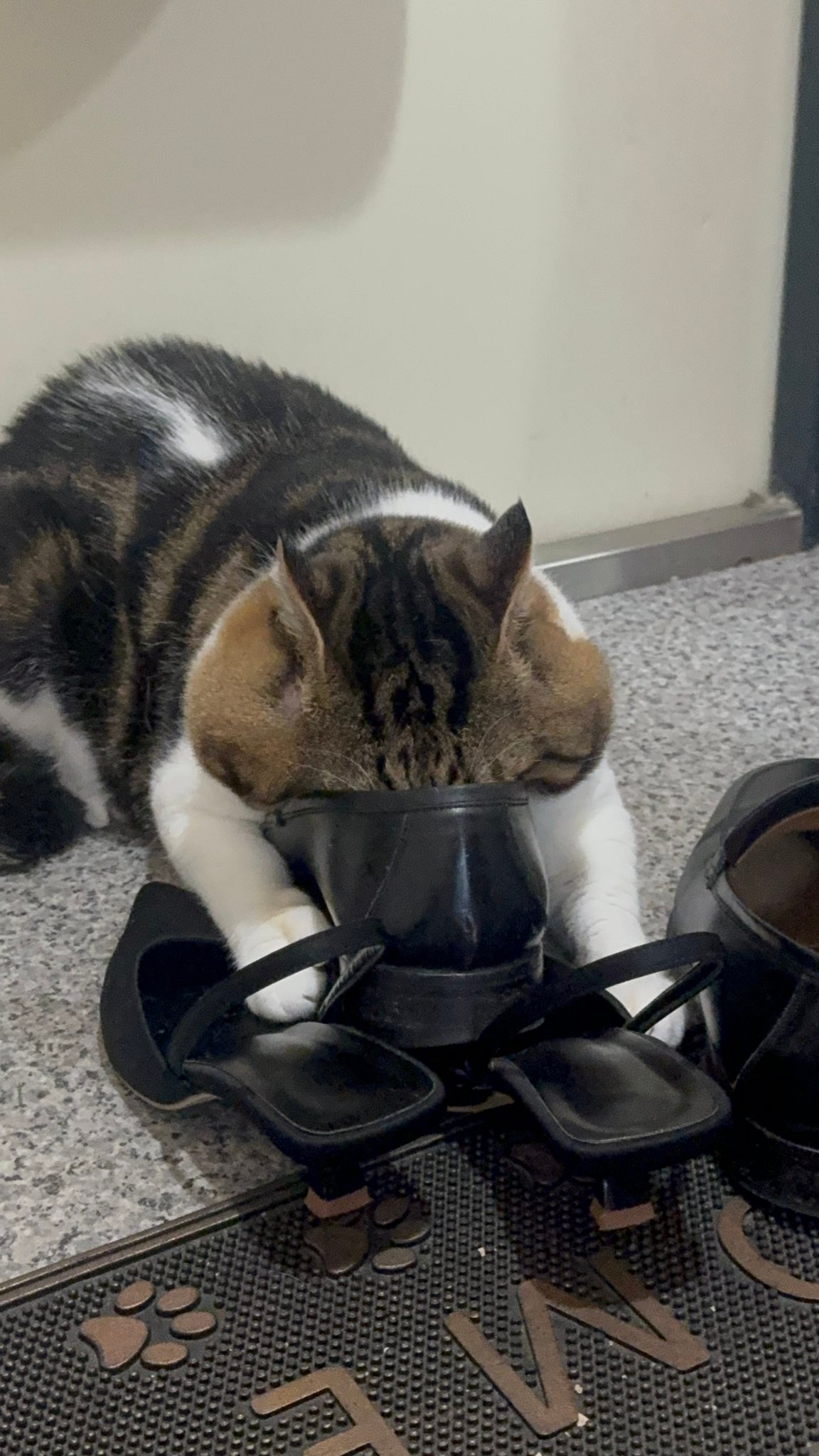 来客の靴です、やめなさい」 靴に夢中すぎる猫ちゃんがSNSで大反響