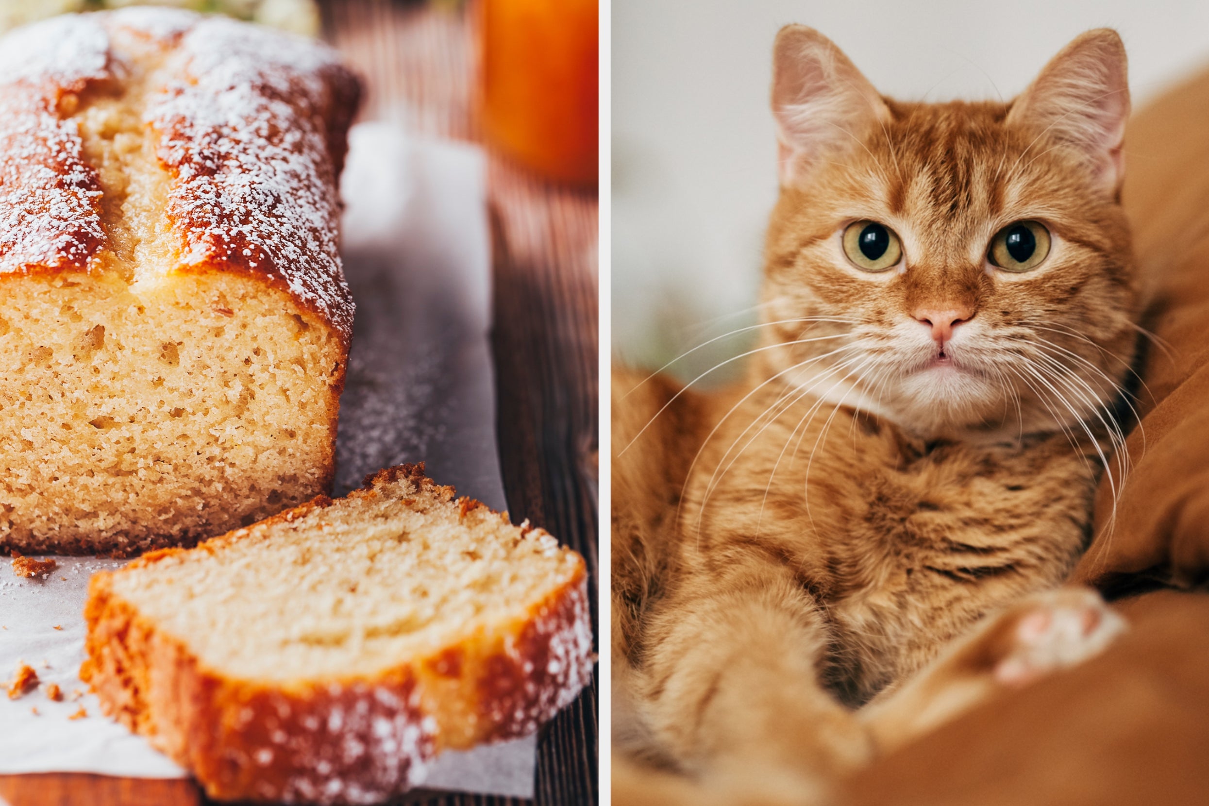 Pick A Bunch Of Cake And I Bet I Can Guess If You're More Of A Dog Or Cat Person