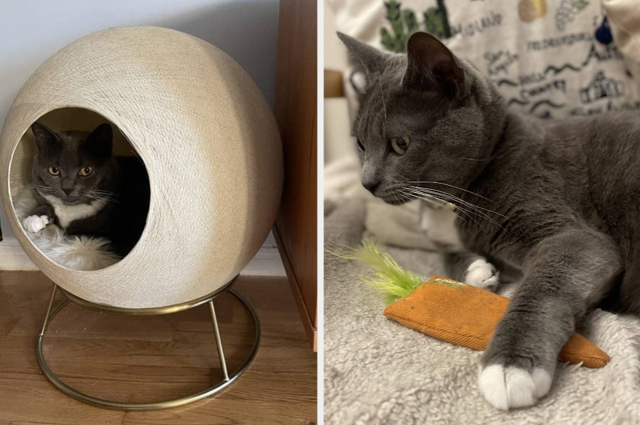 Left: Cat in a spherical cat bed with a circular opening. Right: Cat lying on a cushion, playing with a fabric carrot toy