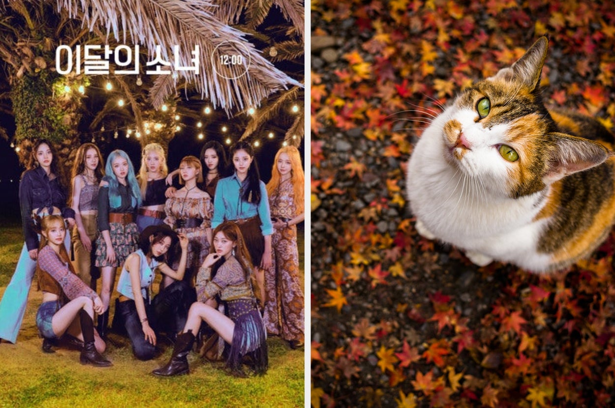Group of people posing outdoors under lights; a cat on autumn leaves looking up