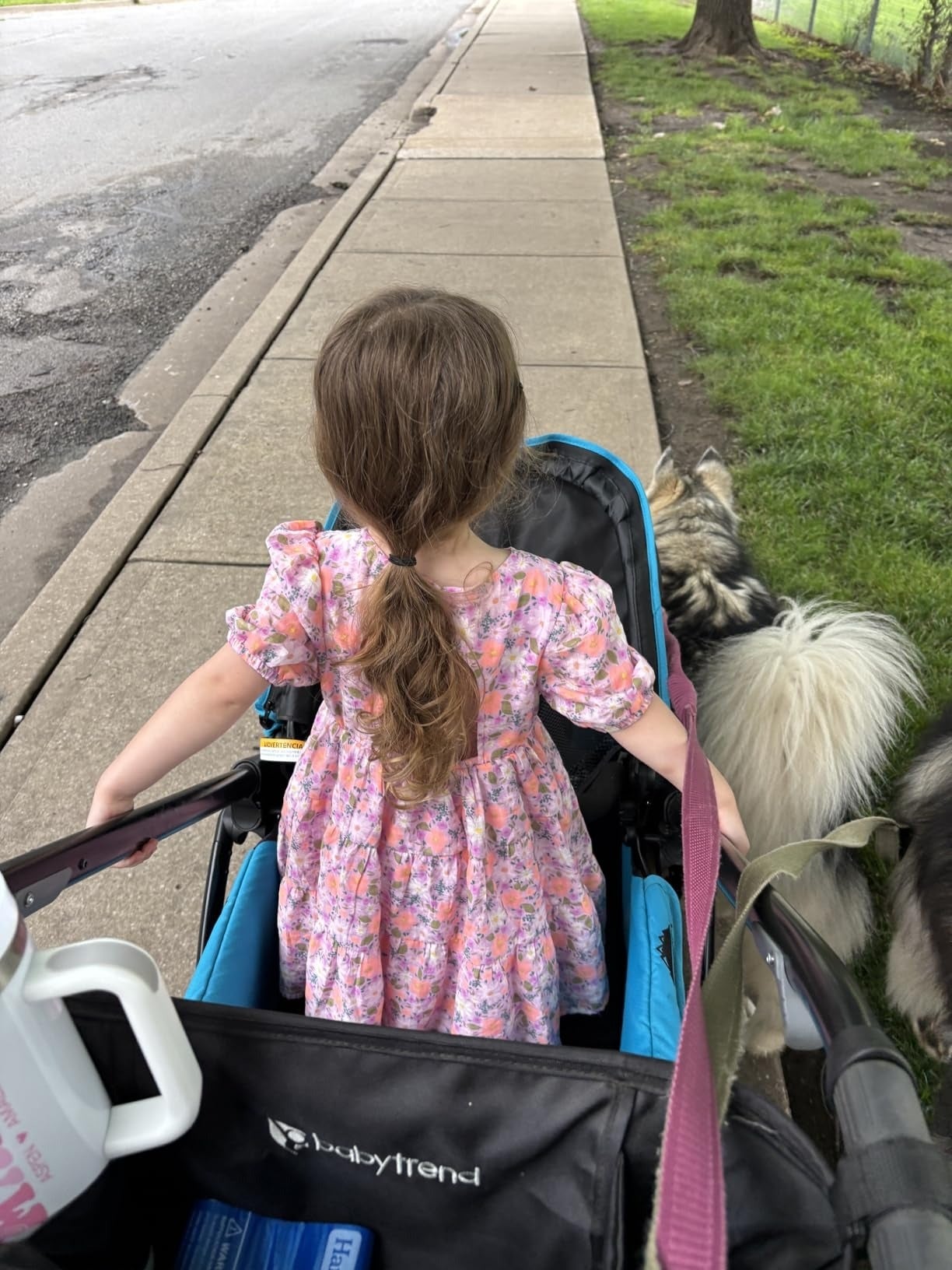 Child successful  floral formal  sits successful  stroller connected  sidewalk beside 2  fluffy dogs