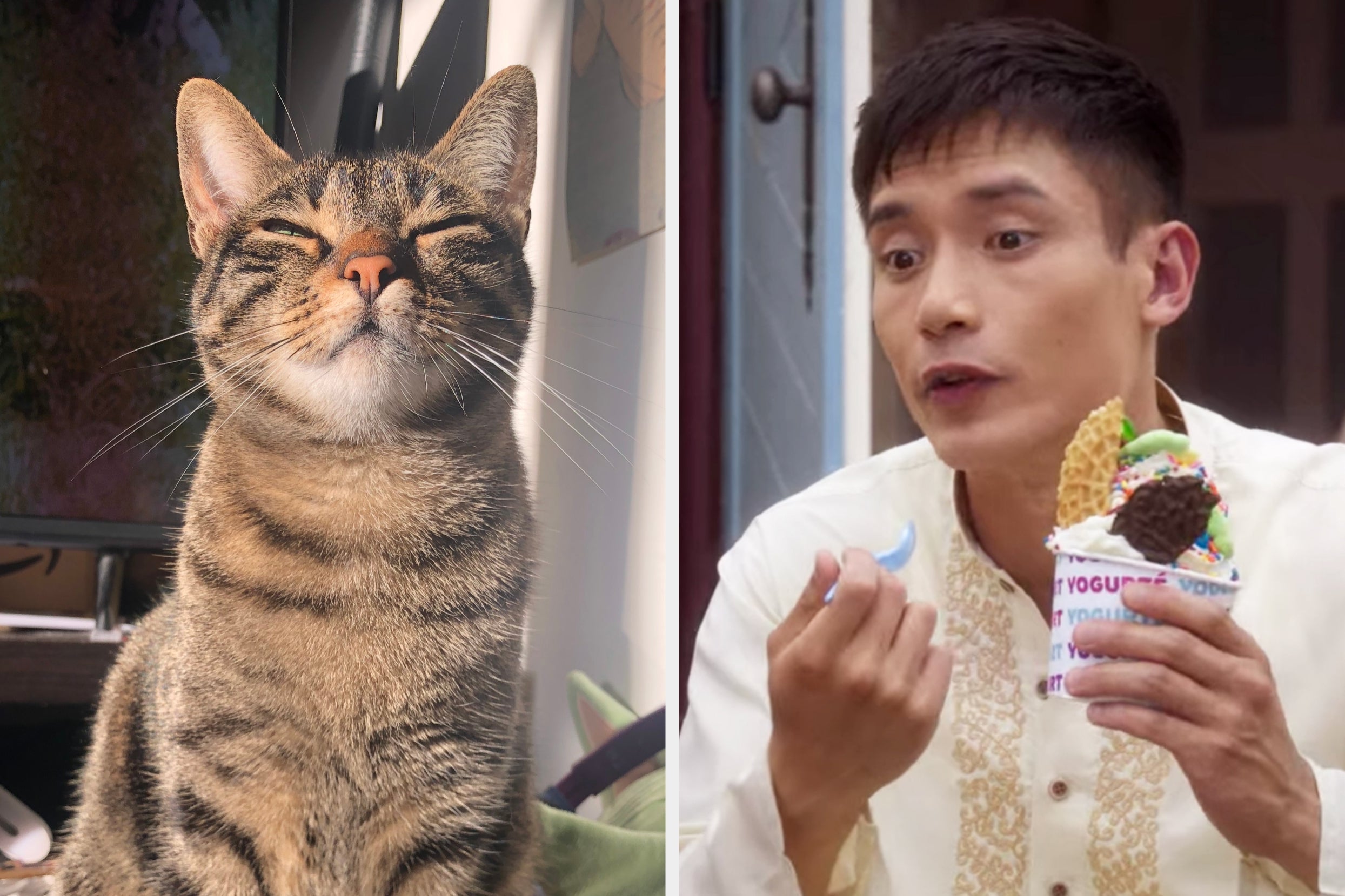 On the left, a cat squinting in the sun, and on the right, Jason from The Good Place eating froyo