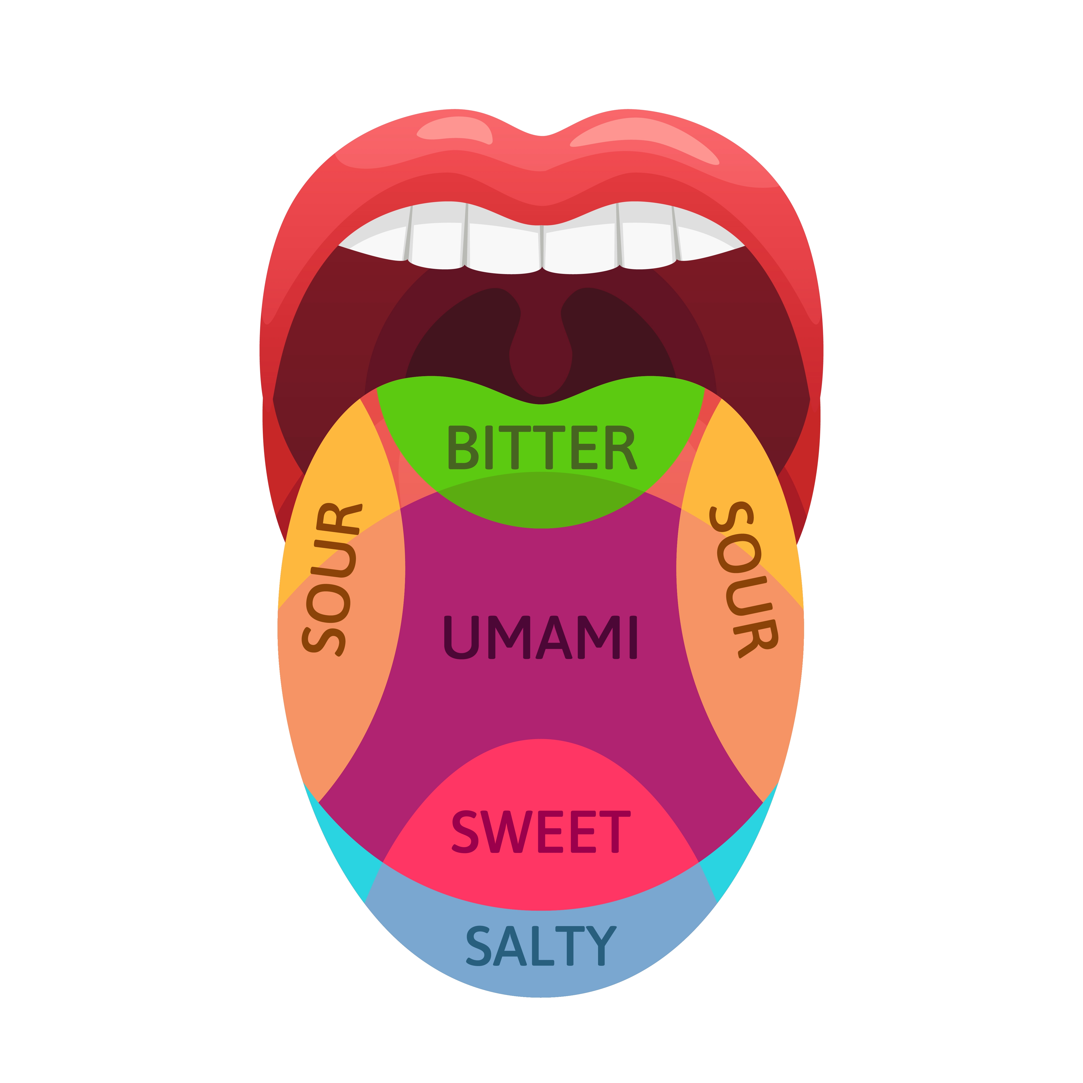 Diagram over en munn som viser smaksregioner: bitter, sur, umami, søt og salt