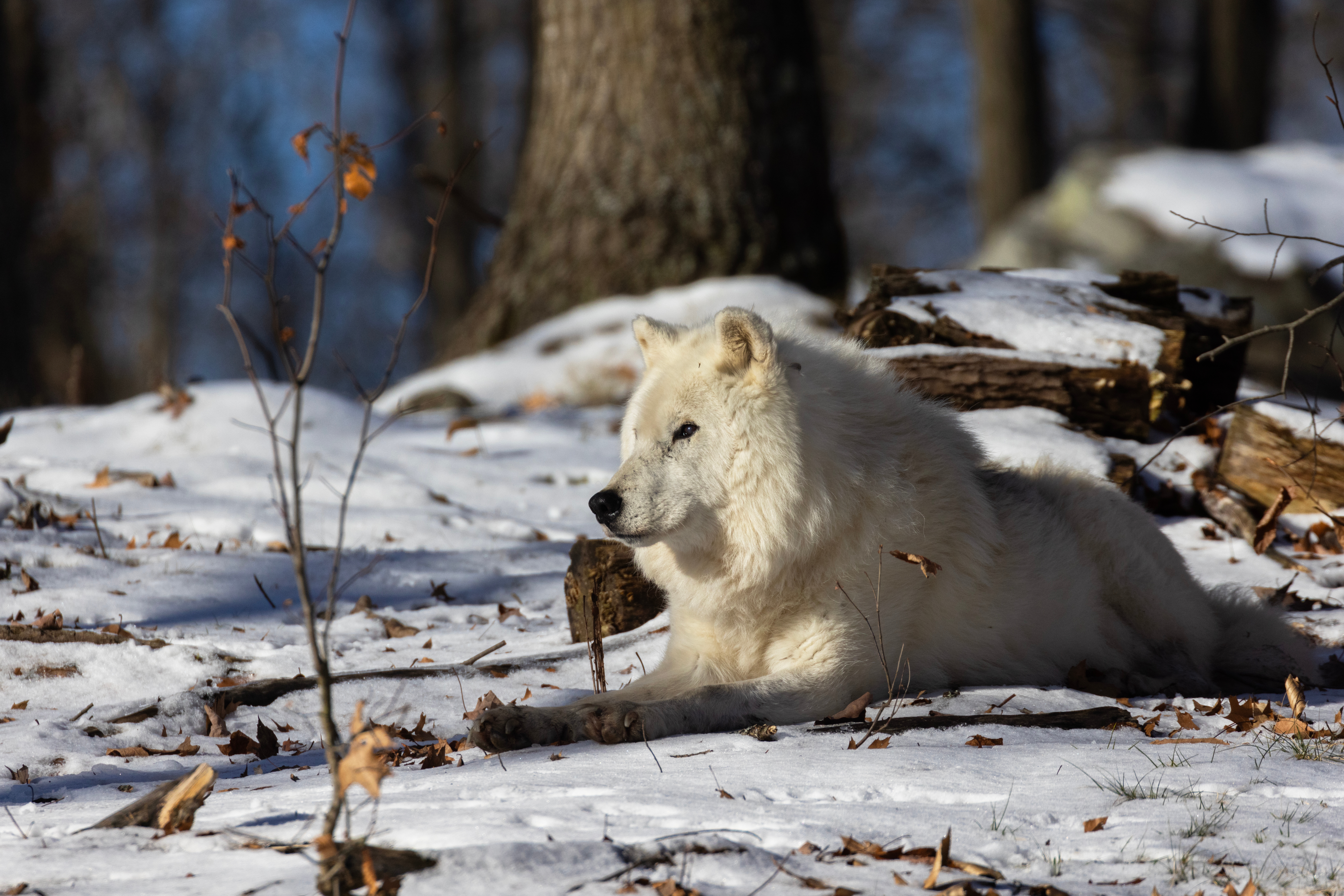 En hvit ulv ligger på snødekt mark i en skog, omgitt av nakne trær og falne blader