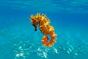海中を漂うタツノオトシゴ。背景は水中の美しい模様が広がる。