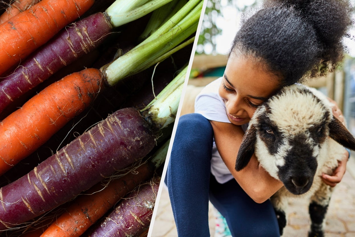 A split image shows close-up of orange and purple carrots on the left and a child gently hugging a small sheep on the right