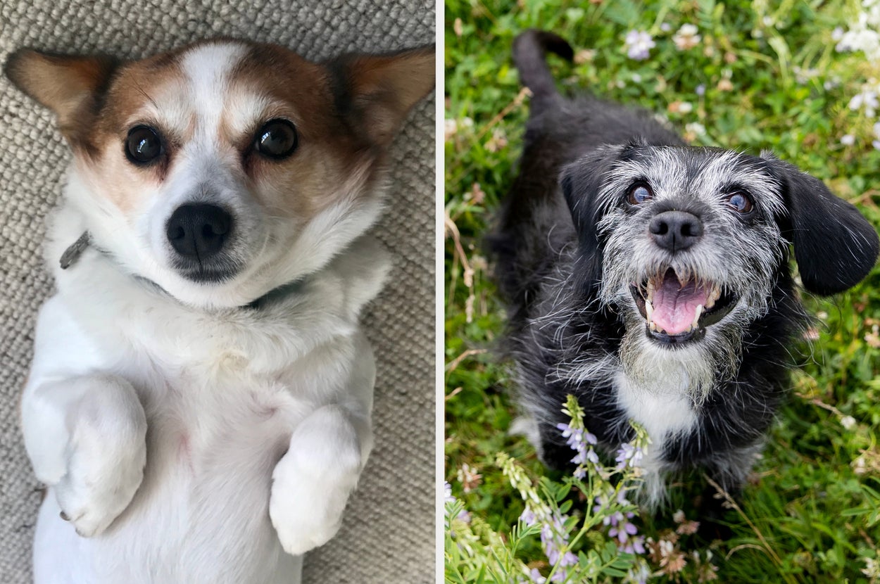 Two happy dogs, one lying on its back on a carpet, the other standing and looking up in a grassy area