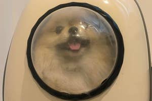 宇宙船の窓のようなバックパックに入った小型犬が顔を出している様子。