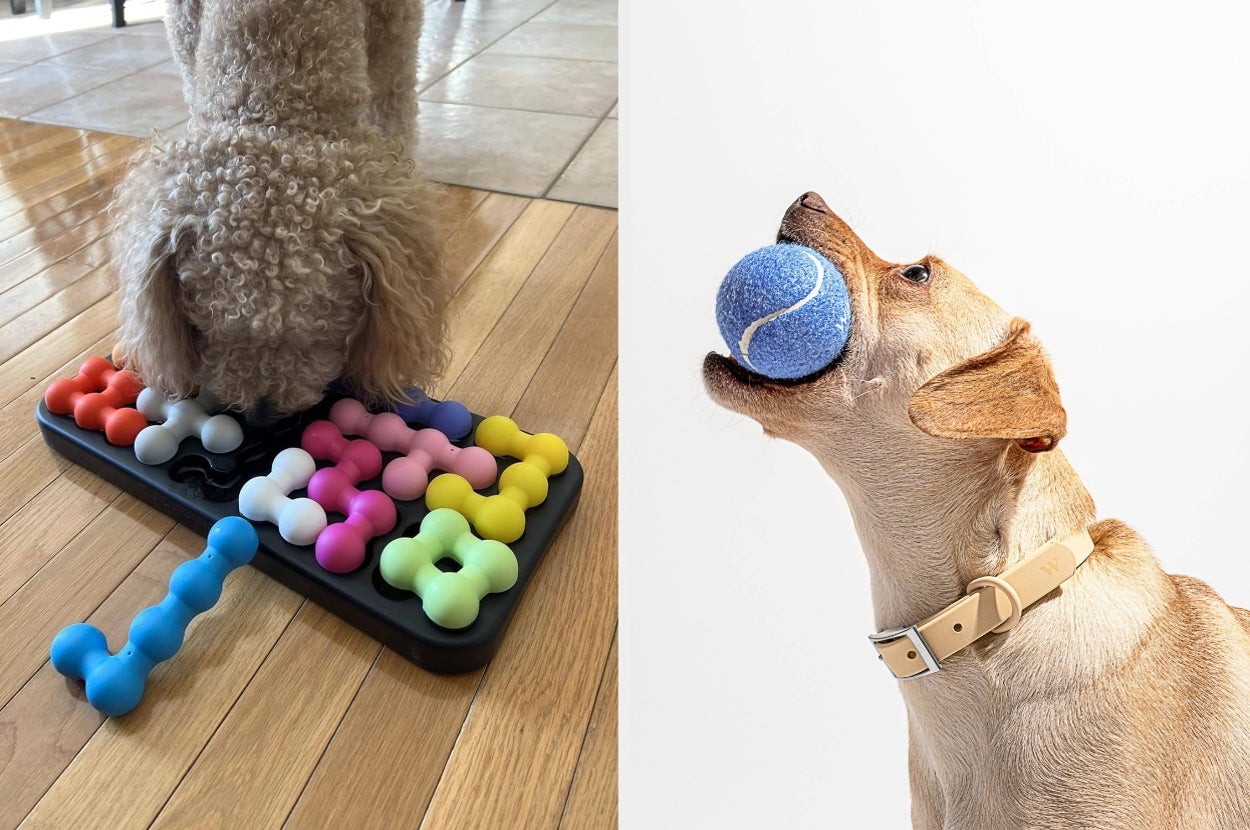 Left: Dog interacts with a colorful puzzle toy. Right: Dog with a tennis ball in its mouth
