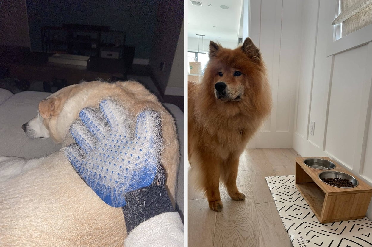 Two images of dogs: One being groomed with a fur glove on a couch, the other standing by a food bowl in a kitchen setting