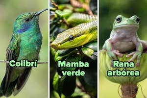 Colibrí, mamba verde y rana arbórea en su hábitat natural, cada uno posando en primer plano con sus respectivos nombres superpuestos