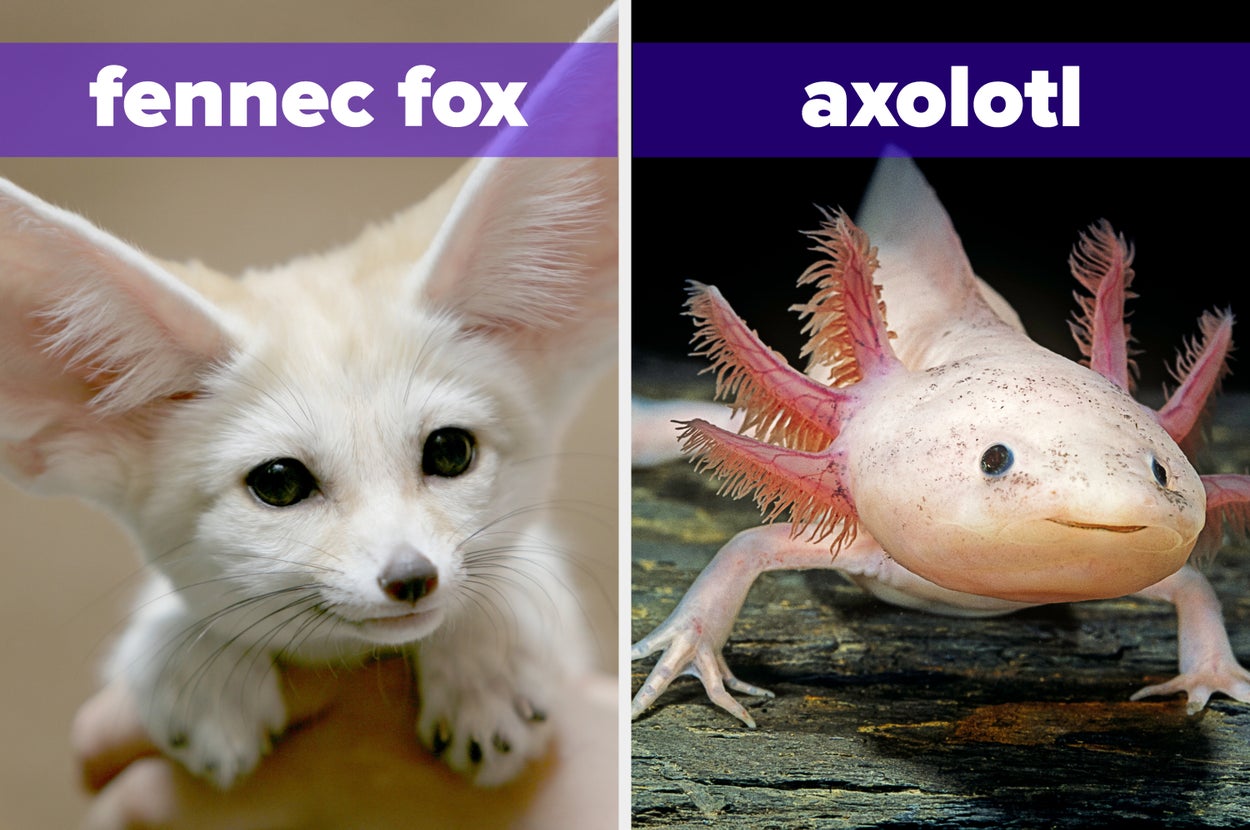 Comparison image: left shows a fennec fox with large ears; right shows an axolotl, a unique aquatic creature with gills