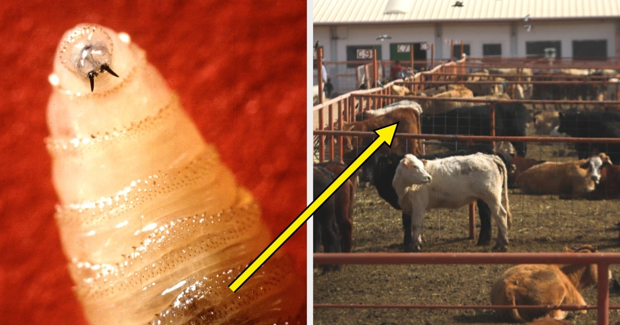 A Human Case Of This Flesh-Eating Parasite Was Reported In The US, So Here's How To Stay Safe