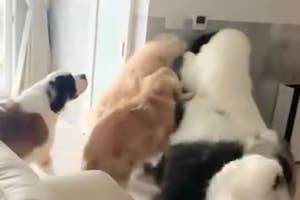 数匹の大型犬たちが室内で元気に走り回っている。背後には大きなガラス窓が見える。