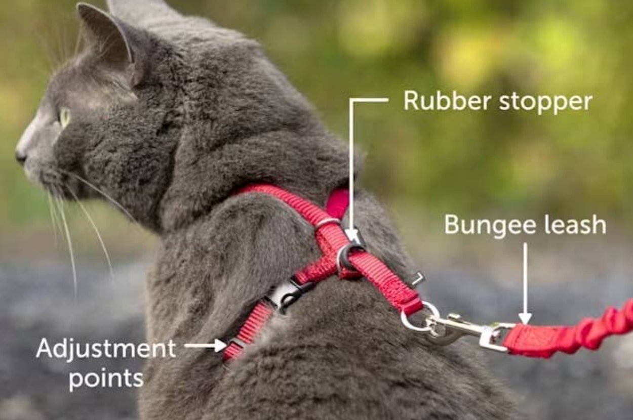 Gray cat wearing a red harness with labeled features: rubber stopper, bungee leash, and adjustment points