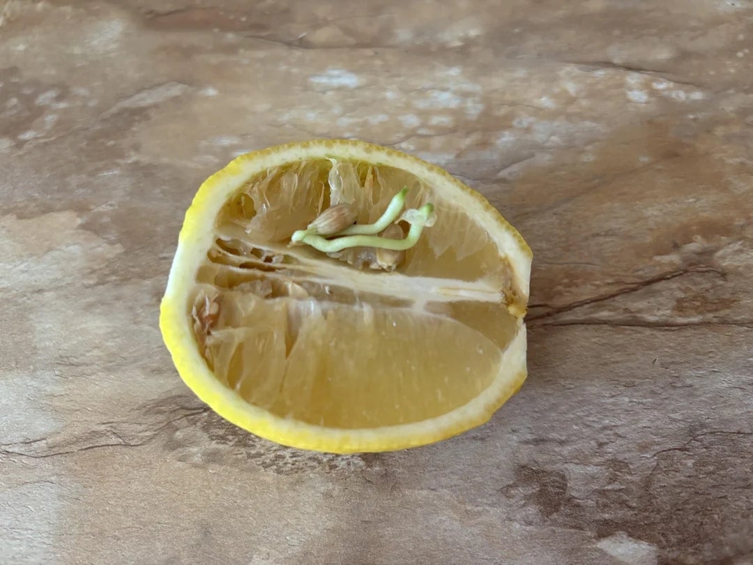32 Bizarre Food Photos That Will Leave You Puzzled