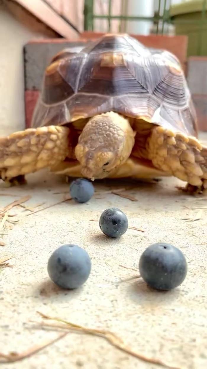 ブルーベリーを食べようとするズンちゃん(ざわとみさんがXに投稿した動画より)