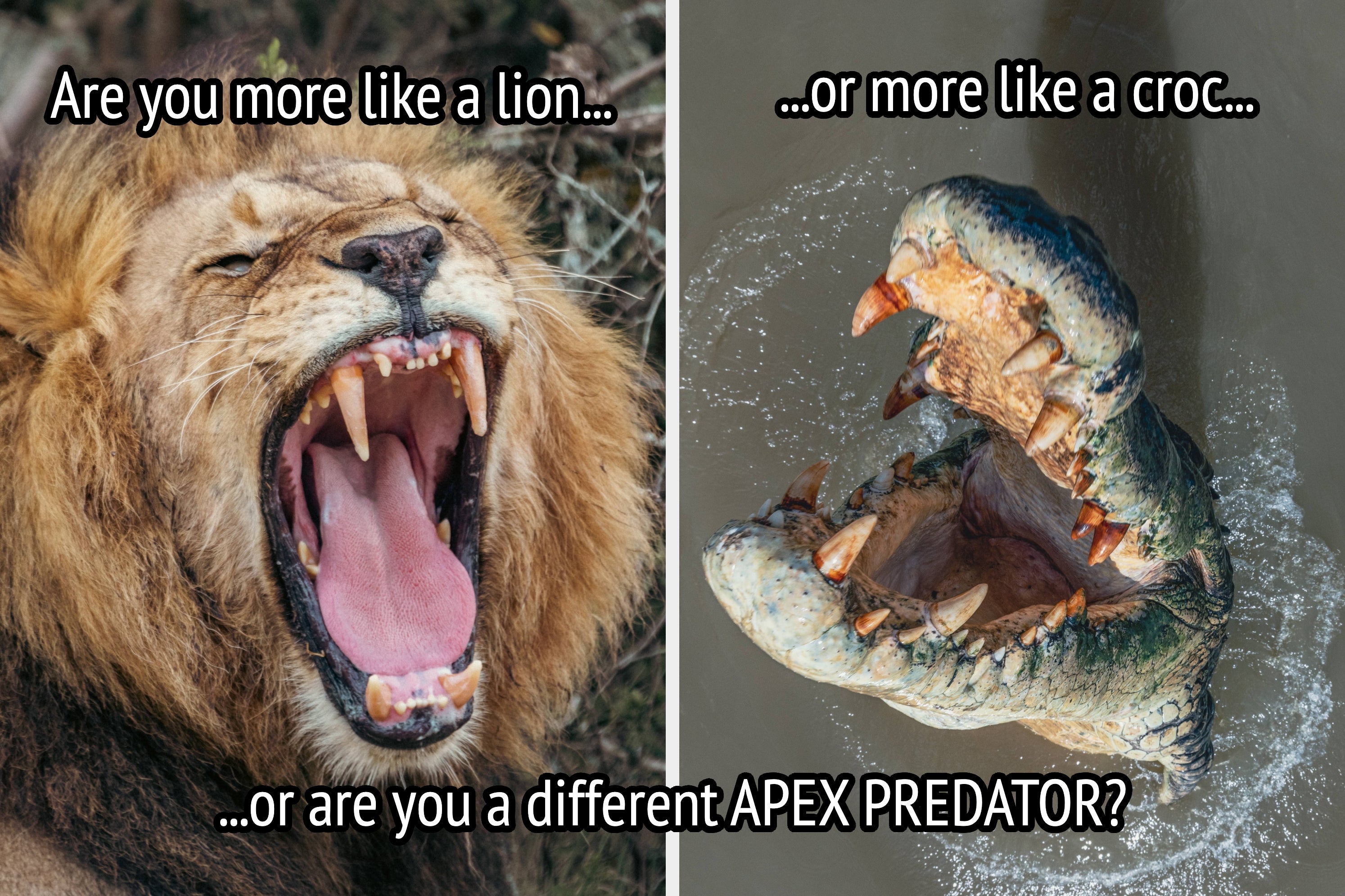 A roaring lion with mouth open wide on the left; a crocodile with mouth agape in the water on the right