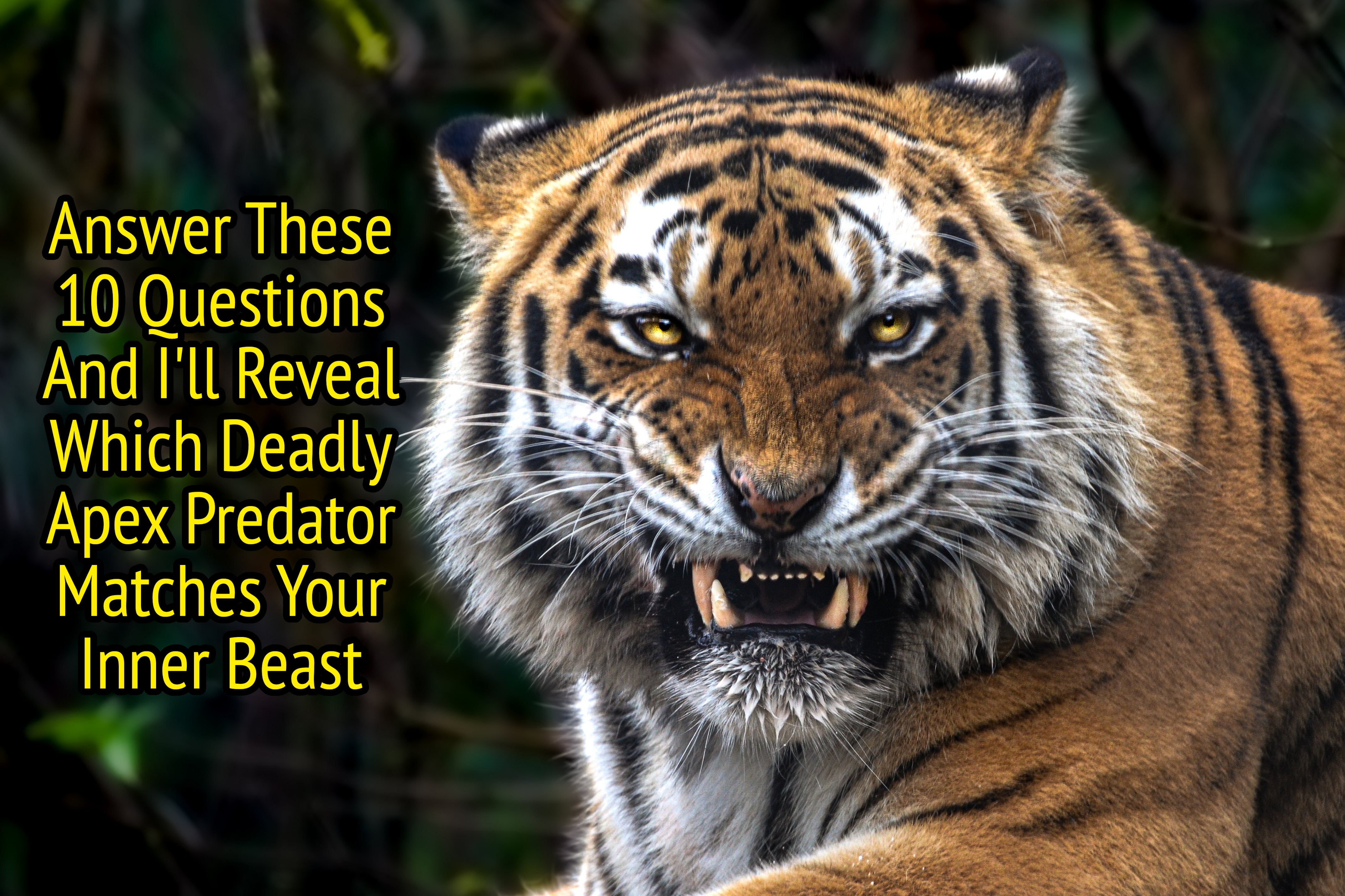 Tiger showing teeth while resting, surrounded by foliage, conveying alertness and power