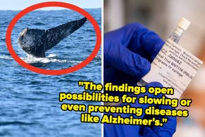 Whale tail in ocean, syringe held by gloved hand. Text: "Findings open possibilities for slowing or preventing diseases like Alzheimer's."