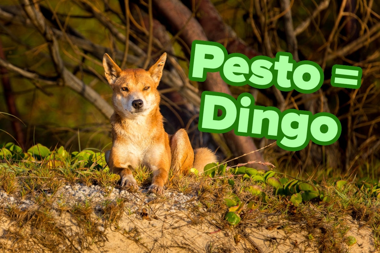 A dingo lying down outdoors with the text "Pesto = Dingo" beside it