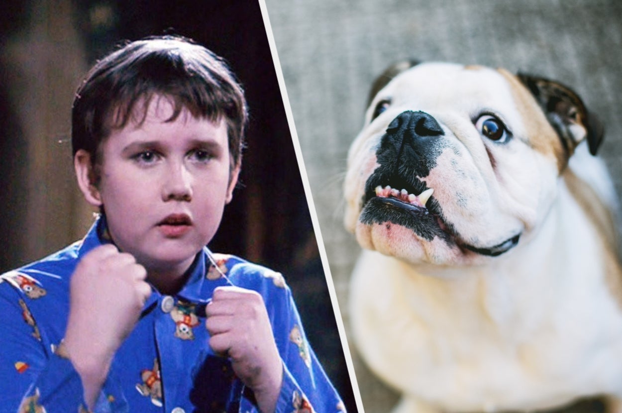Believe It Or Not, The Dogs You Choose Will Reveal Your Inner "Harry Potter" Character