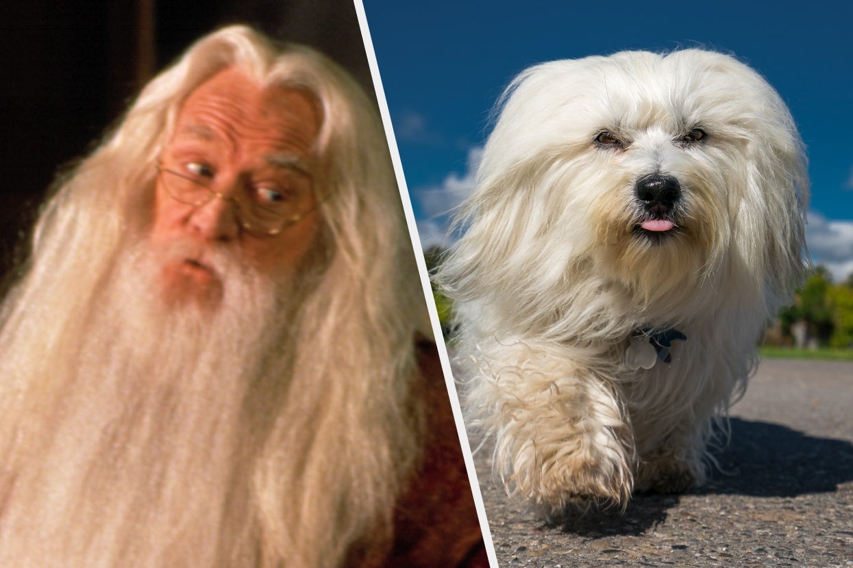Dumbledore, with long white beard wearing glasses, beside a fluffy white dog walking on a paved path