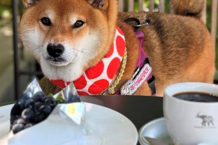 カフェの屋外で飼い主さんと楽しむ茶々麻呂之介くん/柴犬茶々麻呂之介さん（@chachamarock）のInstagramより