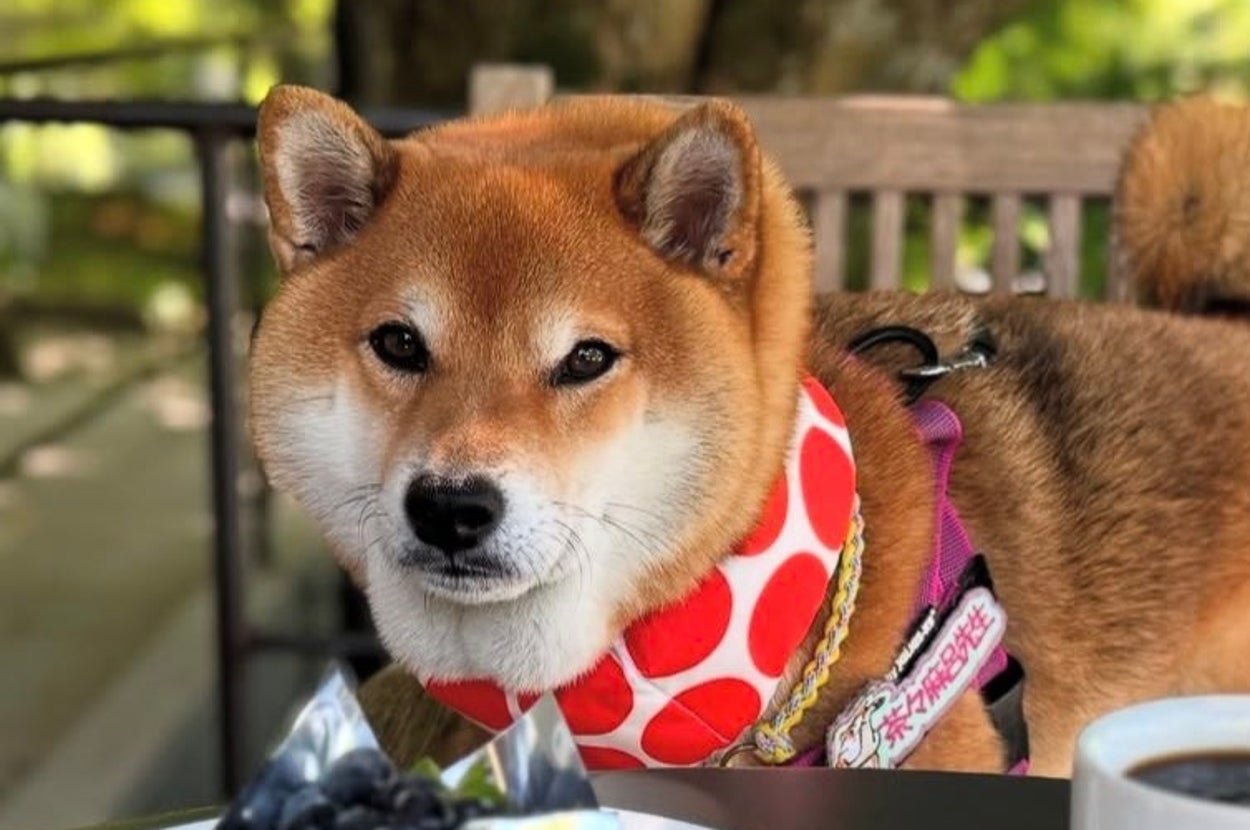 カフェの屋外で飼い主さんと楽しむ茶々麻呂之介くん/柴犬茶々麻呂之介さん(@chachamarock)のInstagramより