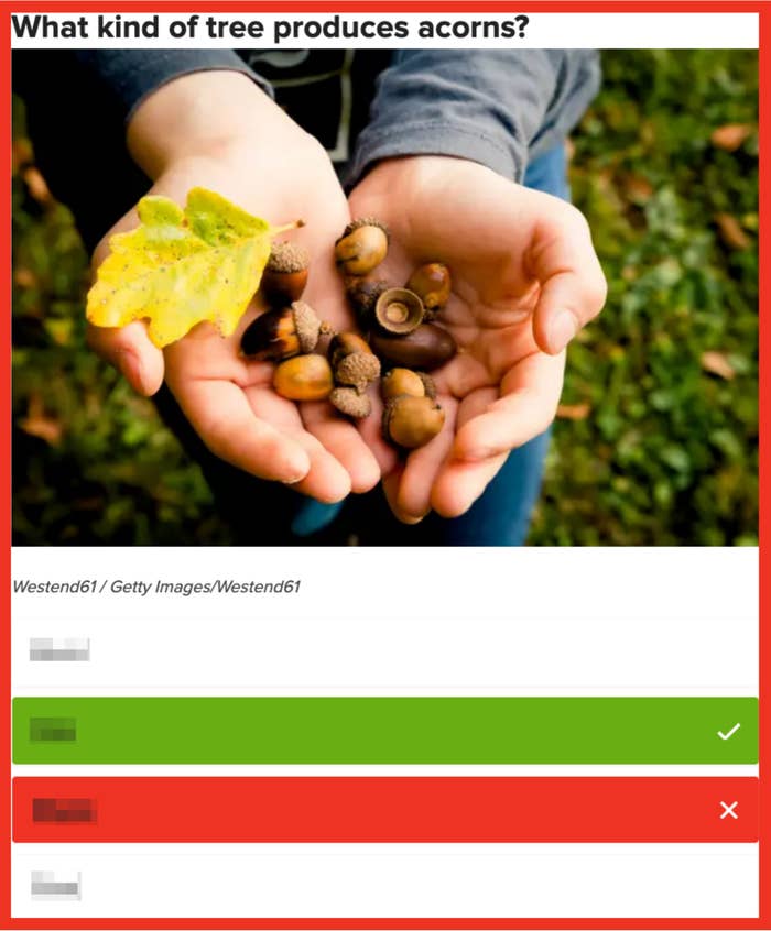 Quiz astir acorn-producing trees; close reply is "Oak."
