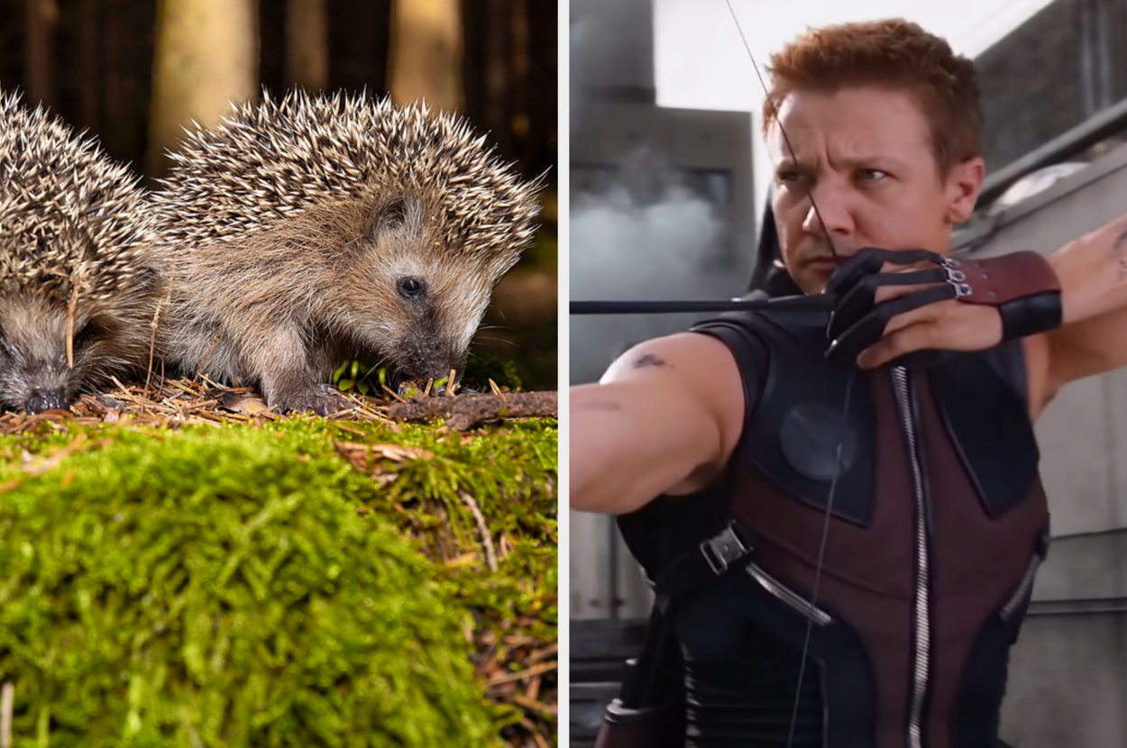 Left: Two hedgehogs on moss. Right: Person aiming a bow, wearing a sleeveless tactical suit