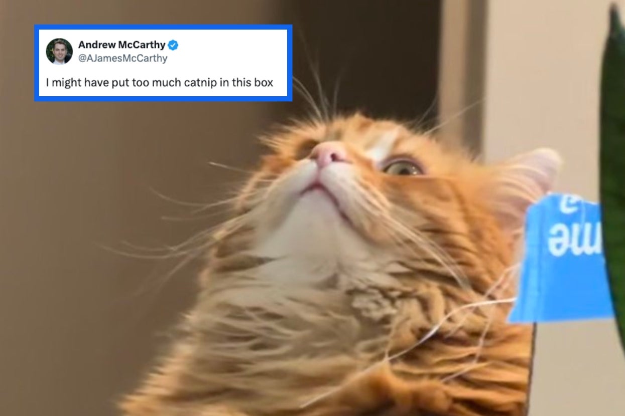 Cat looking up with wide eyes, humorous tweet overlay reads: "I might have put too much catnip in this box." Appears surprised or startled