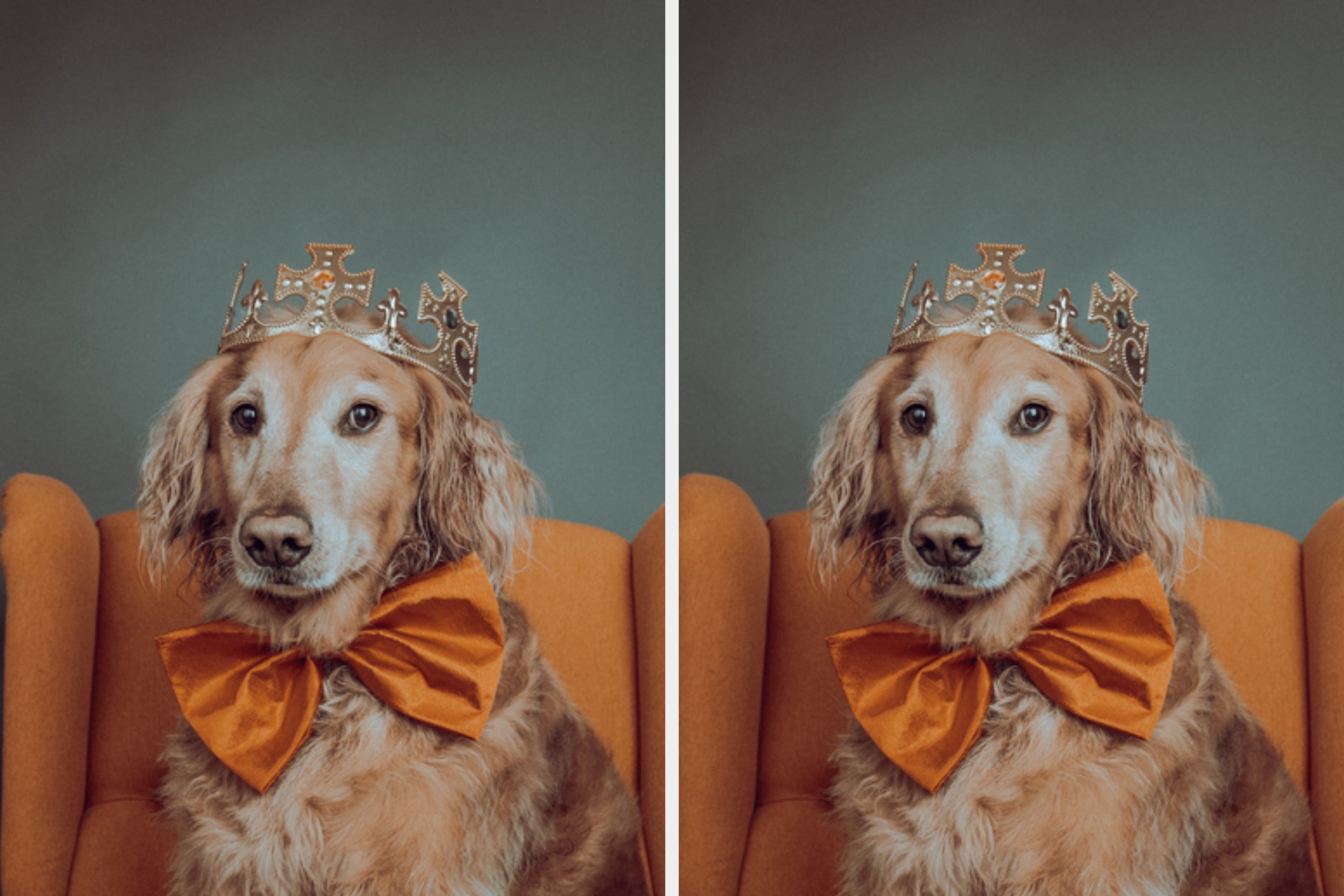 Dog wearing a golden crown and large bow tie, sitting on an orange couch with a regal pose