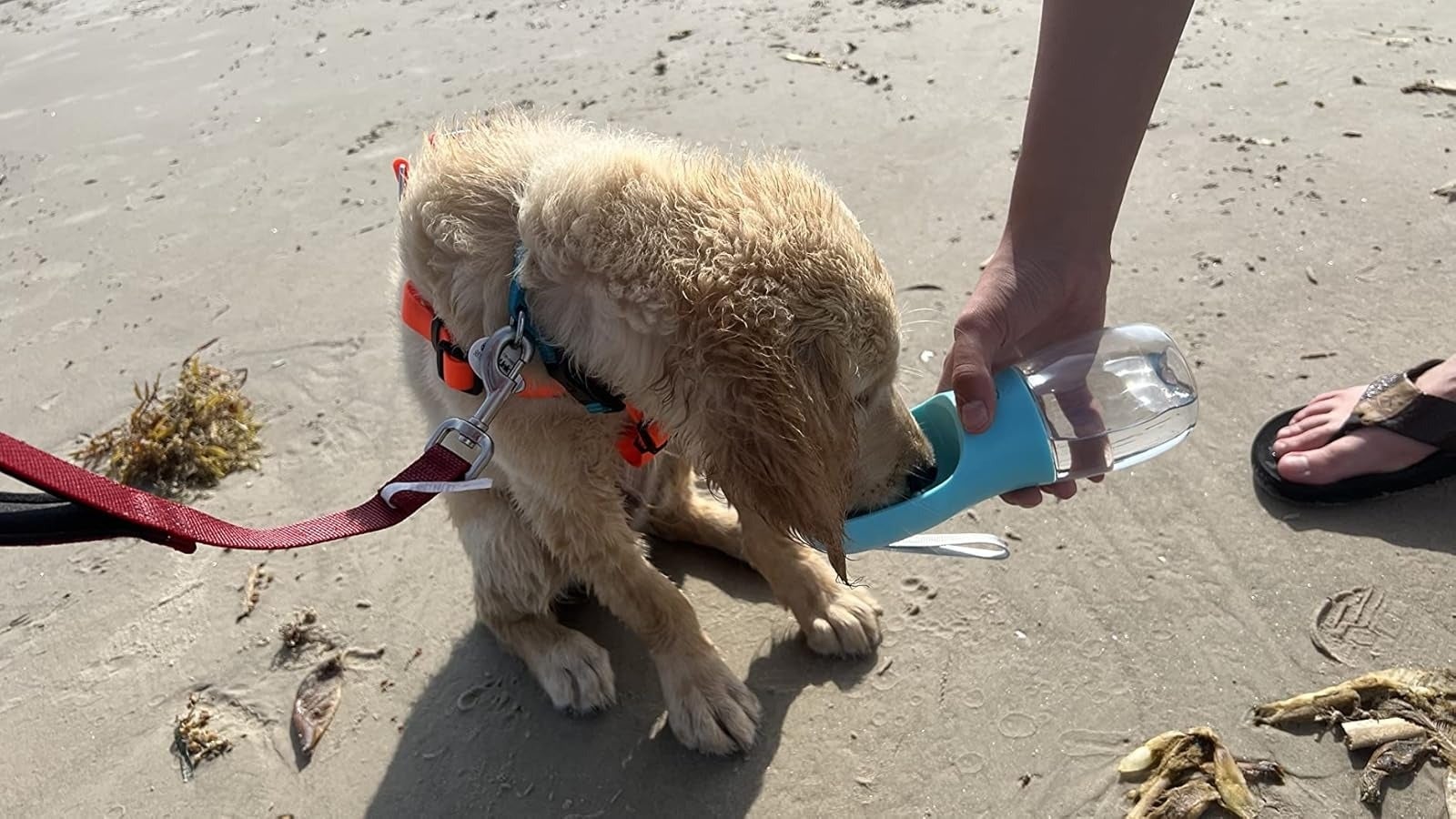 A small dog on a beach drinks water from a travel bottle held by a person wearing flip-flops