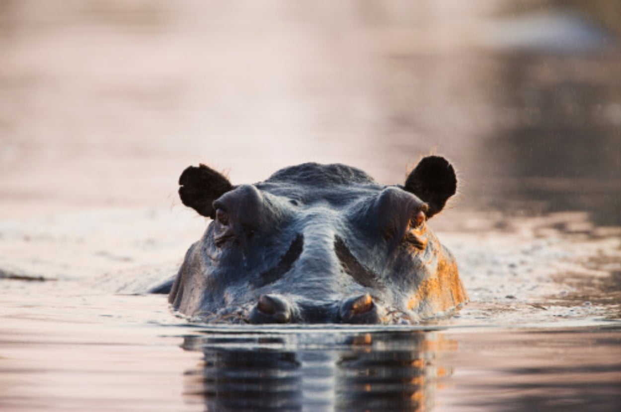A hippo's head partially submerged in calm water, with ears and eyes visible above the surface