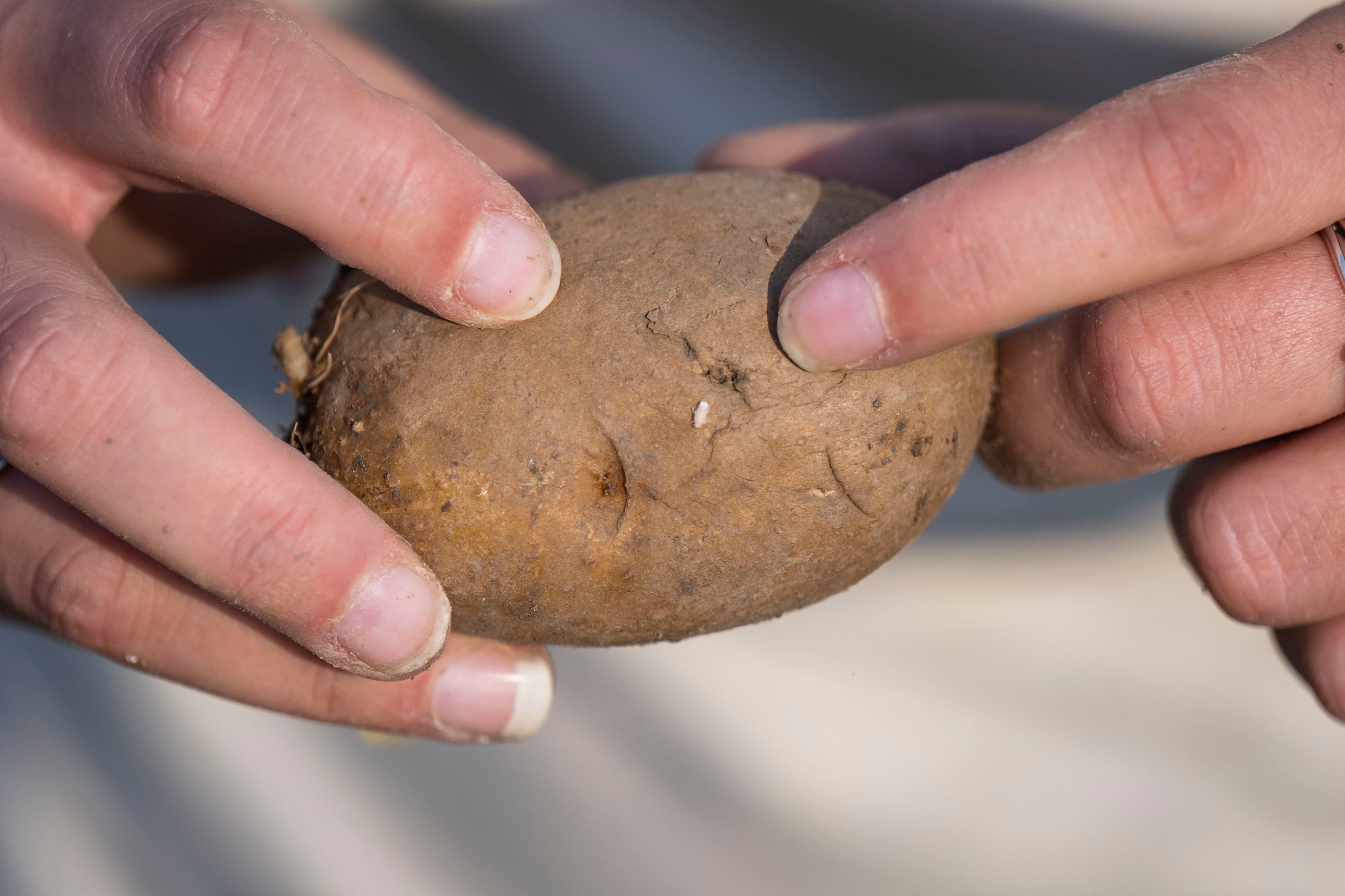 Hender holder forsiktig og undersøker en potet, med fokus på dens tekstur og ufullkommenheter, og formidler en følelse av mindfulness og tilknytning til naturen