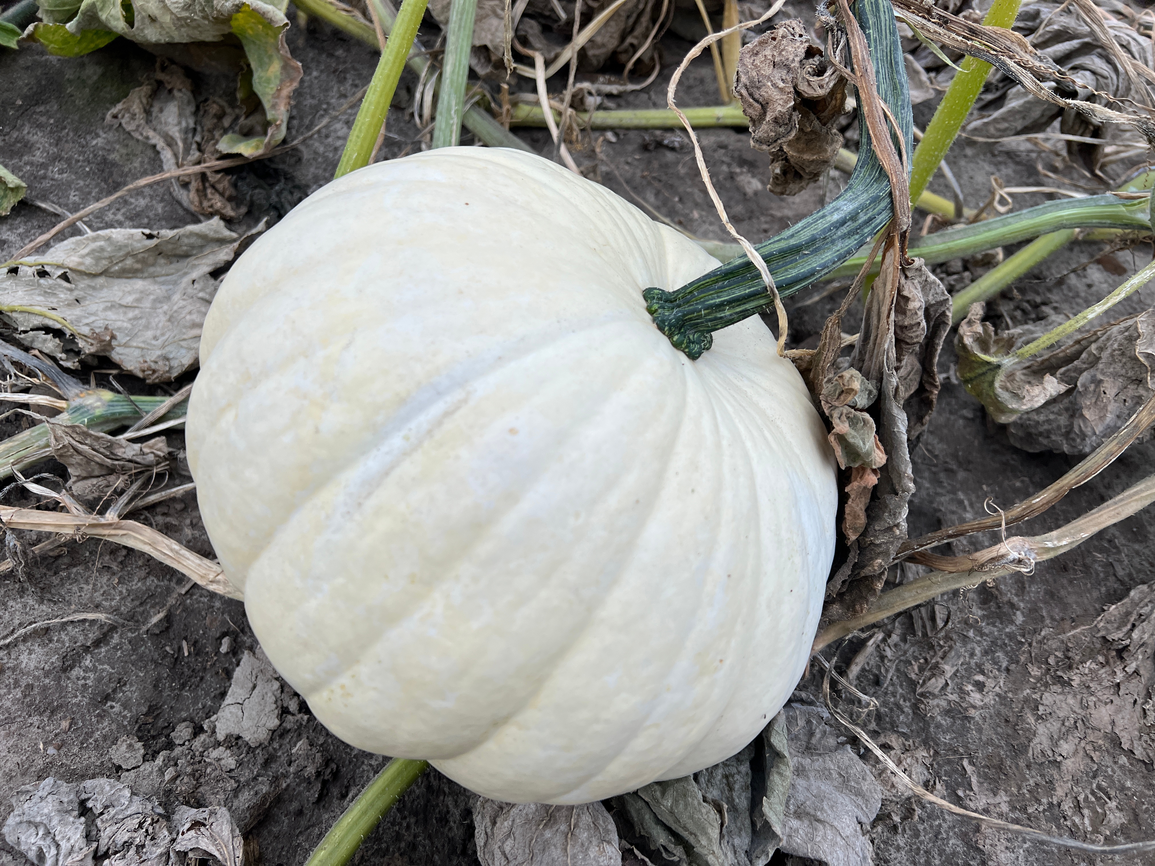 Et hvitt gresskar hviler blant tørre blader og vinstokker på bakken