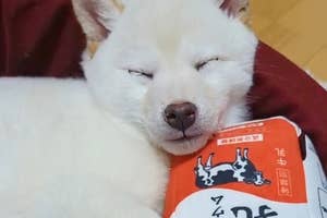 牛乳パックのおもちゃに寄り添う子犬時代のまんまるくん/白柴犬まんまるさん(@shiba_manmaru)のXアカウントより
