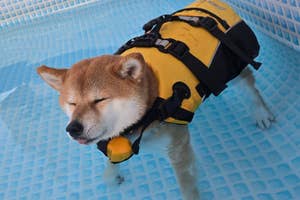 ライフジャケットを着た柴犬がプールで目を閉じてリラックスして立っている。
